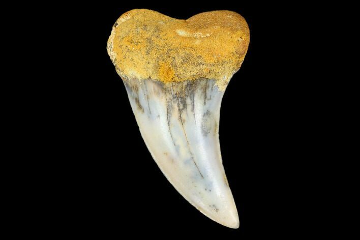 Colorful Mako/White Shark Tooth Fossil - Sharktooth Hill, CA #113913
